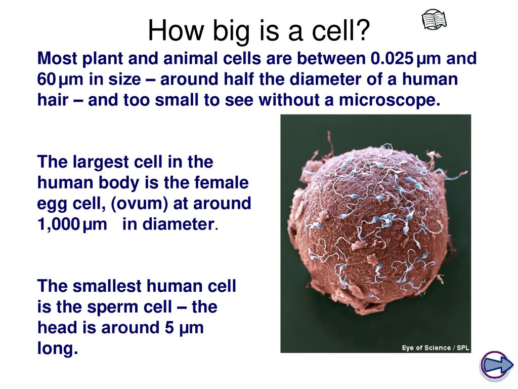 A human hair is cheap about 60 μm in diameter